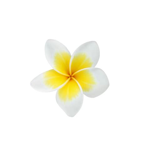 Flor De Frangipani Aislado Sobre Fondo Blanco Foto Premium