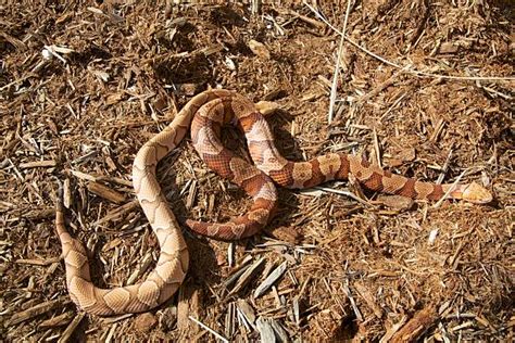 Copperhead Snakeskin Stock Photos Pictures And Royalty Free Images Istock