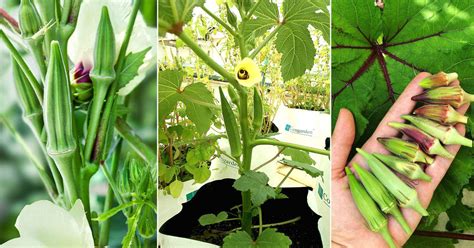 Growing Okra In Pots How To Grow Lady Fingers In Containers