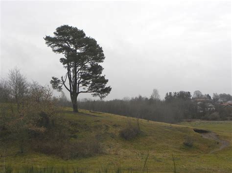 Skov Fyr Pinus Sylvestris Naturbasen