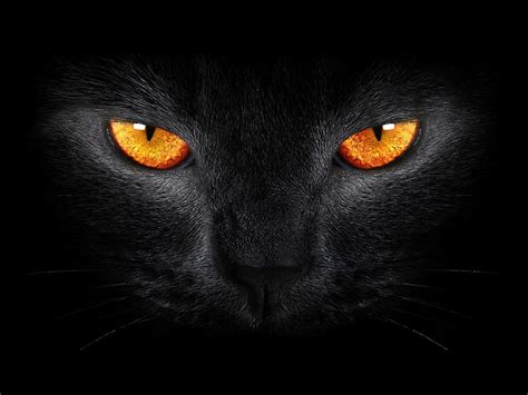 3840x2160px | free download | HD wallpaper: Dark background, Black Cat ...