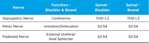 The Function Of The Bowel Wellspect