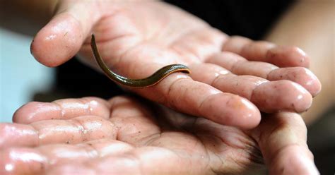 Leeches How To Identify Avoid And Remove Them