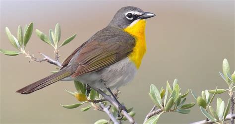 Yellow Breasted Chat Identification All About Birds Cornell Lab Of Ornithology