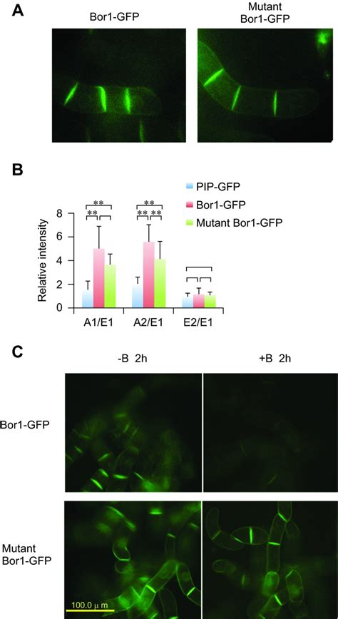 A Confocal Images Of 4 Cell Stage Tobacco Cells Expressing Wild Type