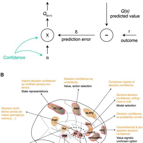 The Diverse Computational And Neural Substrates Of Confidence A Download Scientific Diagram