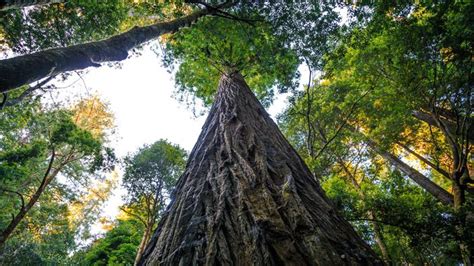 Cet arbre est le plus grand du monde mais gare à ceux qui s en approchent