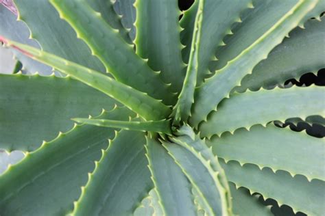 Aloe Vera Cuidados De La S Bila Todo Lo Que Necesitas Saber