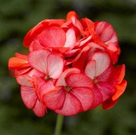 Maverick Scarlet Geranium Seeds Geraniums Seeds For Sale Flower Seeds