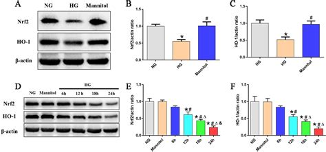 Tbhq Attenuates Podocyte Injury In Diabetic Nephropathy By Inhibiting