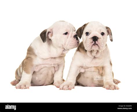 Brown English Bulldog Puppy