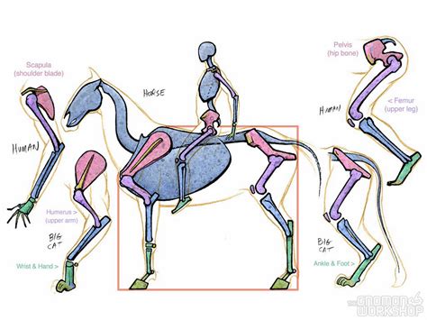 Differences & similarities: Human & Animal Anatomy - Kyle Hall - HND ...