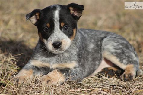 Blue Red Heeler Australian Cattle Dog Puppies Cute Cute Cute | Dog ...