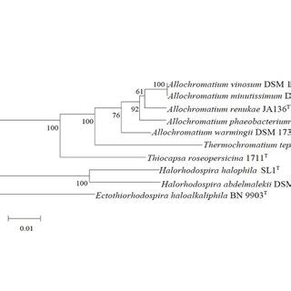 Phylogenetic Tree Highlighting The Position Of A Vinosum Dsm T