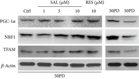 Effect Of Salidroside Sal On The Mitochondrial Biogenesis Associated