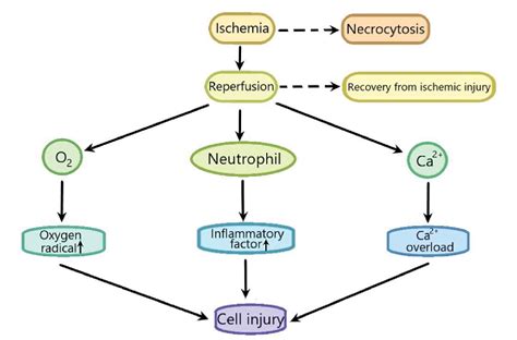 Figure From The Role Of The Signaling Pathways Involved In The