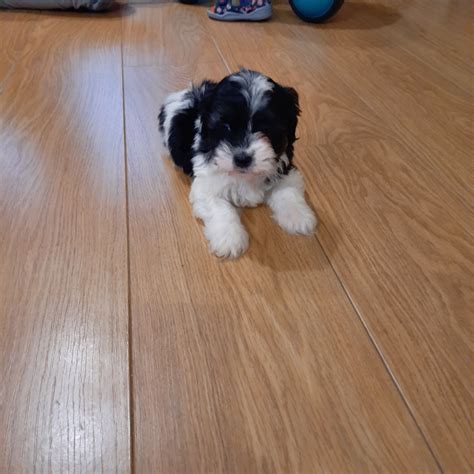 Shih Tzu Piesek Pies Wola OLX Pl