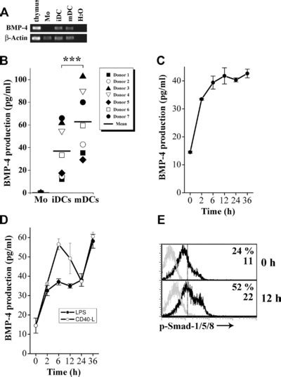 Human MoDCs Produce BMP 4 A RT PCR Analysis Of BMP 4 Expression By