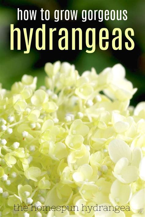 Hortensia Hydrangea Hydrangea Garden Hydrangea Colors Landscape Designs Landscape Plans