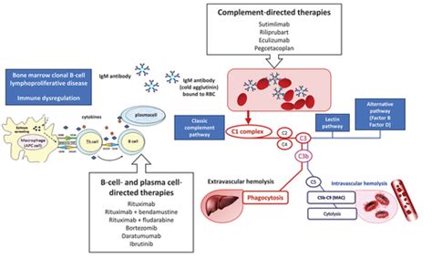 Full Article The Evolving Management Algorithm For The Patient With