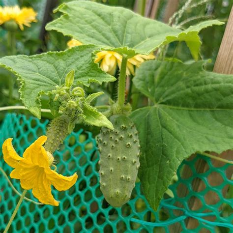 Pickling Cucumbers Plant Erainemerson