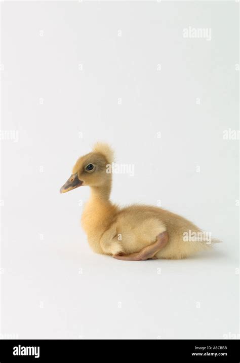 Duckling on White Background Stock Photo - Alamy