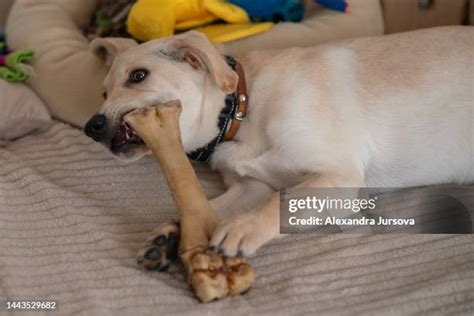 Dog Tearing Up Furniture Photos And Premium High Res Pictures Getty