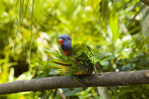 Free prity brid Stock Photo - FreeImages.com
