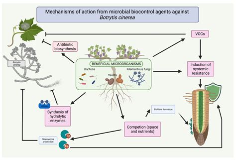 JoF Free Full Text Mechanisms Of Action Of Microbial Biocontrol