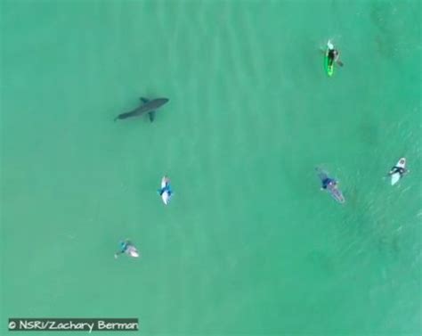 Watch Great White Shark Swims Amongst Surfers In Plettenberg Bay