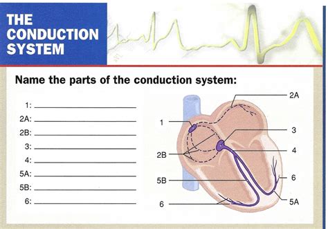 The Conduction System Diagram Quizlet