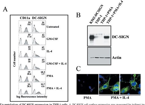 Figure 1 From Regulated Expression Of The Pathogen Receptor Dendritic