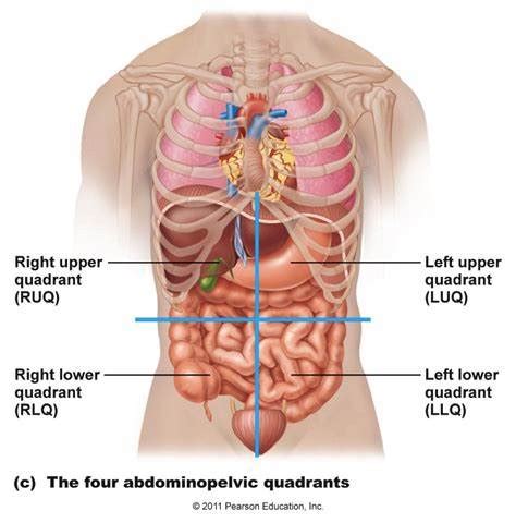 Health Assessment Thorax Breast And Abdomen Flashcards Quizlet