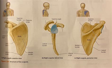 Pectoral Girdle Scapula Anterior Lateral Posterior Lab Exam