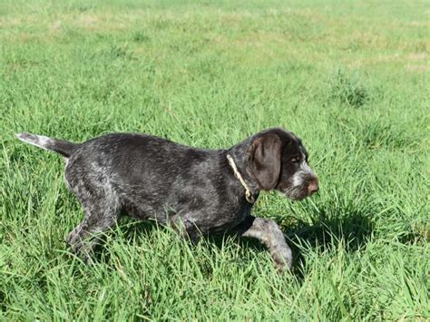 Chiots Drahthaar à vendre Petite Annonce chien