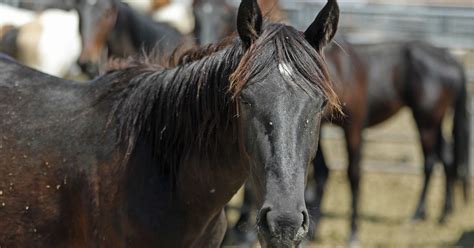 Photographer fights to save wild horses in the American West: "They ...