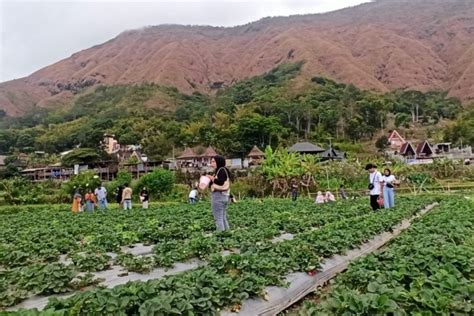 Melihat Destinasi Wisata Stroberi Di Kaki Rinjani Selalu Ramai Pengunjung