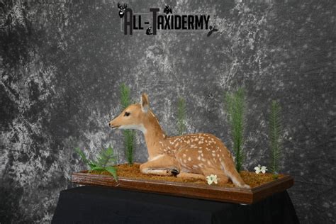 Whitetail deer fawn taxidermy for sale SKU 1091 - All Taxidermy