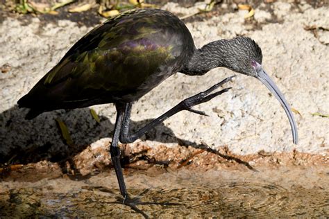 Clz White Faced Ibis Non Breeding Plumage Catherine Zinsky