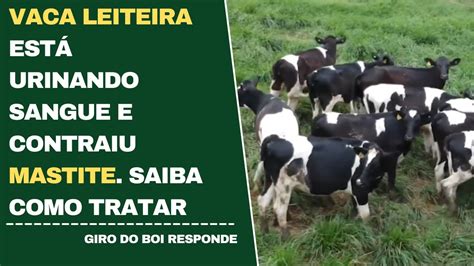 Vaca Leiteira Est Urinando Sangue E Contraiu Mastite Saiba Como