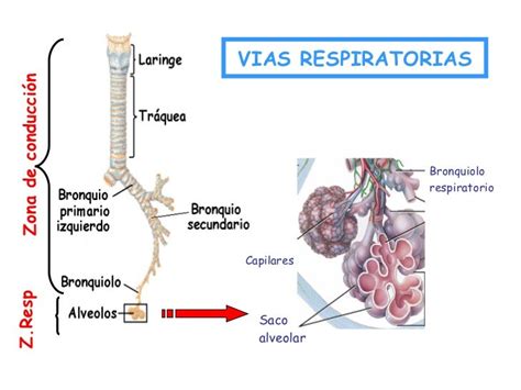 Respiracion Alveolar