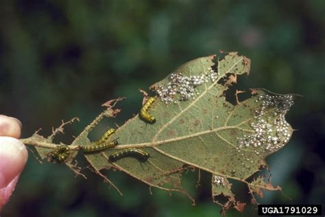 Common Insect Pests Of Oak In North Carolina Nc State Extension Publications