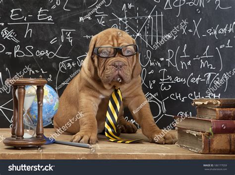 Young Cute Dog In Front Of Blackboard During A Math Class. Dogue De Bordeaux Puppy (French ...