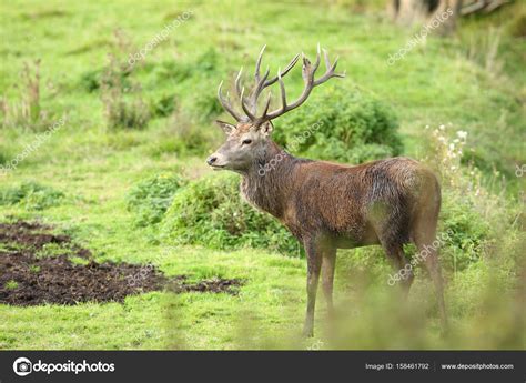 Red deer mating season Stock Photo by ©paolo-manzi 158461792