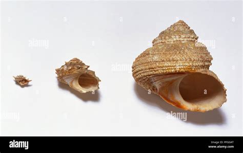 Turban Snail shell at three stages of growth Stock Photo - Alamy