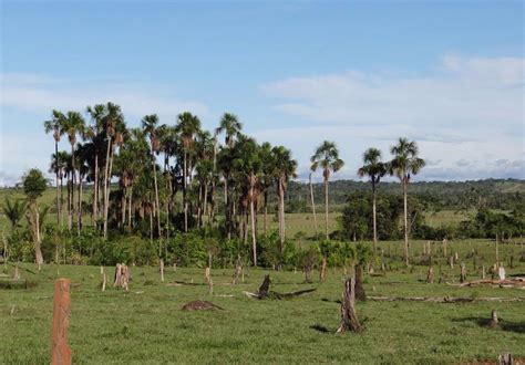 9 De Noviembre Día De Los Parques Nacionales En Colombia ¿por Qué Se