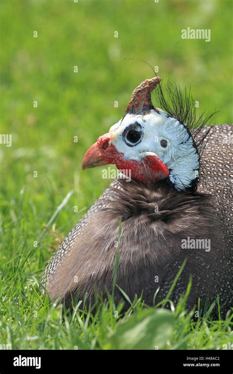 Guinea Fowl Africa Hi Res Stock Photography And Images Alamy