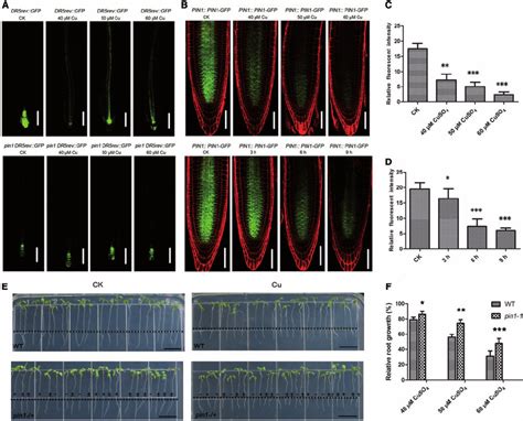 Pin Is Required For Cu Induced Auxin Redistribution A Dr