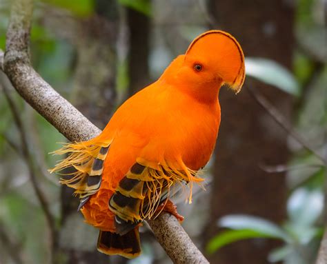 Galo Da Serra Rupicola Rupicola Wikiaves A Enciclop Dia Das Aves