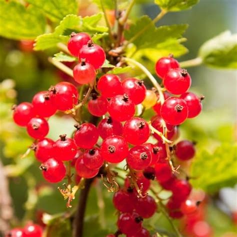 Amazon Black Currant Plant Live For Planting Black Currant Bush